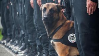 Полицейското куче Дизел стана герой