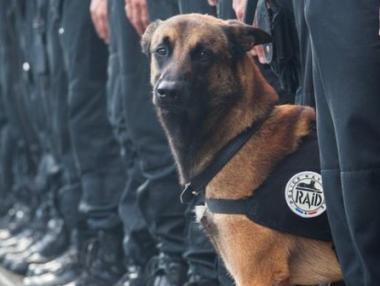 Полицейското куче Дизел стана герой