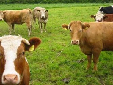 Над 13 млн. лв. отпуснати за извънредна помощ на животновъдите