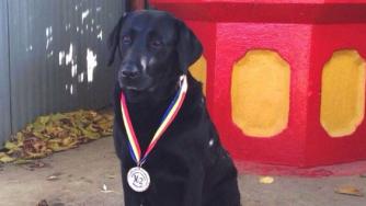 Митническото куче Жерар с престижна международна награда