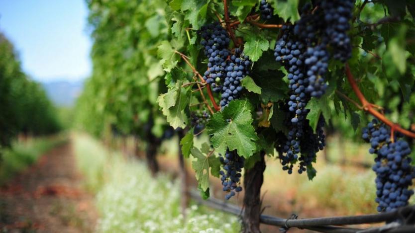 Винопроизводителите недоволни от критериите за европроекти