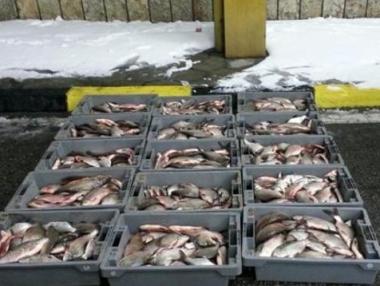 Българите масово предпочитат устойчиво добита риба