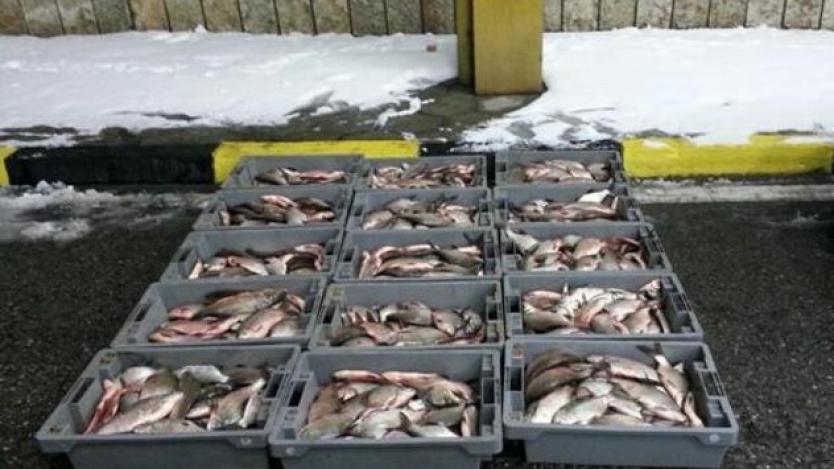 Българите масово предпочитат устойчиво добита риба