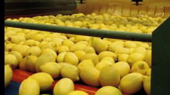 В името на водката Русия пощади турските лимони