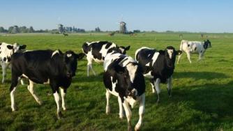 Започна изплащането на 19 млн. лв. за говедовъди