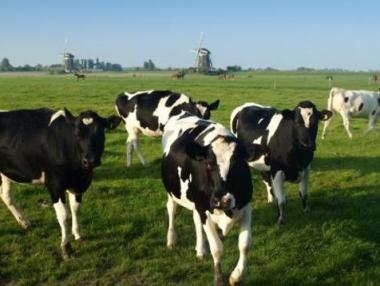 Започна изплащането на 19 млн. лв. за говедовъди