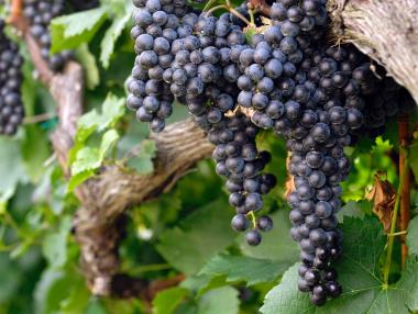 Стартира целогодишен прием на проекти за лозя