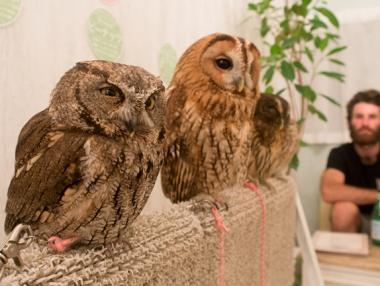 Японско кафене, обитавано от сови