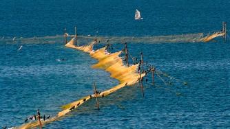 Черноморските риби и миди – по-чисти от тези в Европа