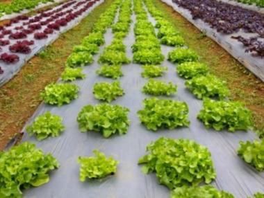 България е първа по спад на биоземеделски площи в ЕС