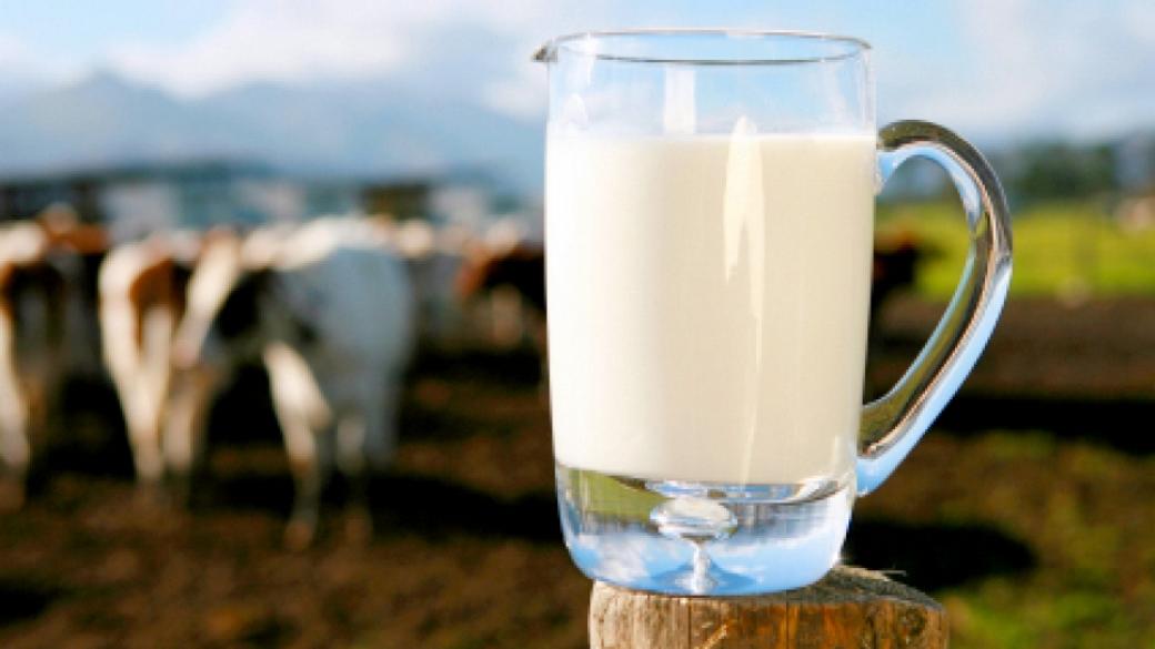 Започват проверки за качеството на млякото във фермите