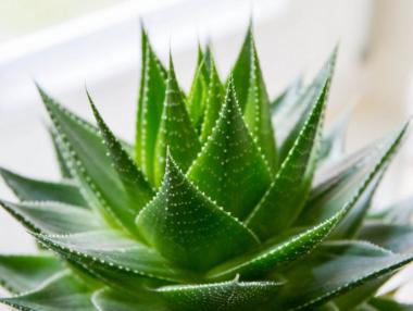 7 цветя за безгрижен сън