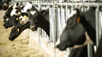 Утре изплащат помощта за говедовъдите