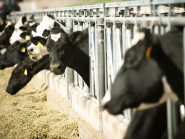 Утре изплащат помощта за говедовъдите