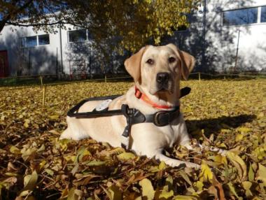 Българското училище за кучета водачи ще участва в Guide Dog 2016