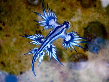 Най-редките морски обитатели на планетата