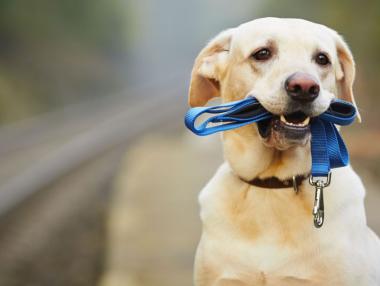 Домашните кучета - с чип