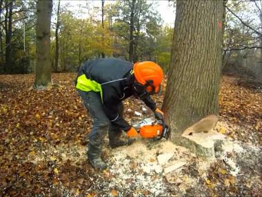 Албания въведе 10-годишна забрана за изсичане на дървета