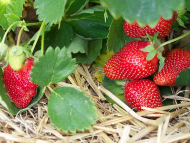 Търсят 350 жени за бране на ягоди в Испания