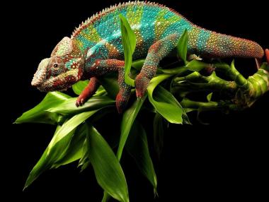 Китайски учени създадоха робот-хамелеон