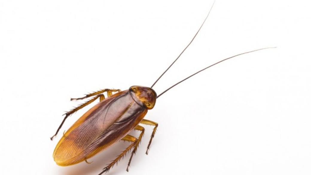 Учени създадоха малък робот-хлебарка