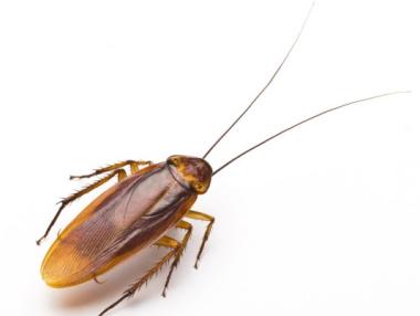 Учени създадоха малък робот-хлебарка