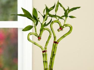 8 перфектни подаръка за Свети Валентин