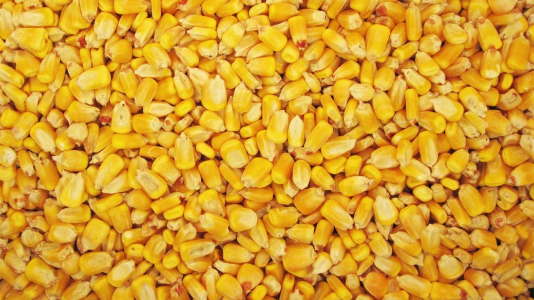 Русия забрани вноса на американска соя и царевица