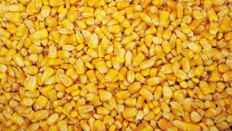 Русия забрани вноса на американска соя и царевица