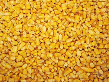 Русия забрани вноса на американска соя и царевица