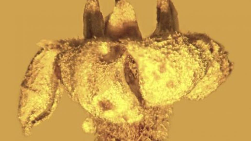 Отровно цвете попаднало в плен на кехлибар преди 20 млн. години