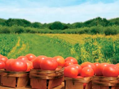 България е на 13-o място по брой биологични производители в Европа