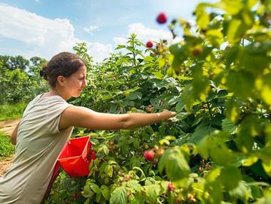 Еднодневните договори остават само в земеделието