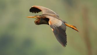 Три български проекта сред най-добрите природозащитни практики за 2015 г.