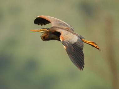 Три български проекта сред най-добрите природозащитни практики за 2015 г.