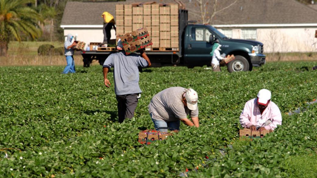 Търсят селскостопански работници за Португалия и Дания