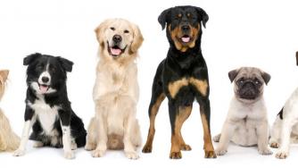 Най-търсените породи кучета за 2015 г.