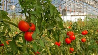 1,5 млн. лв. за застраховане на земеделска продукция