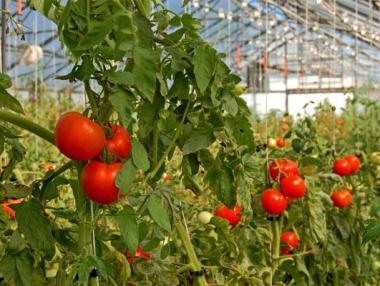 1,5 млн. лв. за застраховане на земеделска продукция