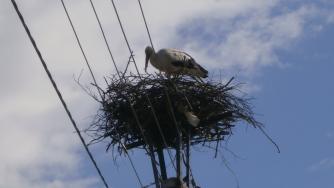 ЧЕЗ обезопаси 167 нови щъркелови гнезда