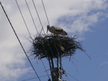 ЧЕЗ обезопаси 167 нови щъркелови гнезда