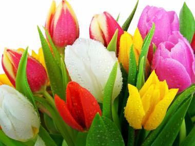 НАП иззе 19 000 лева от търговци на цветя