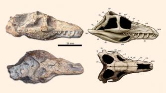Откриха влечуго, живяло преди появата на динозаврите