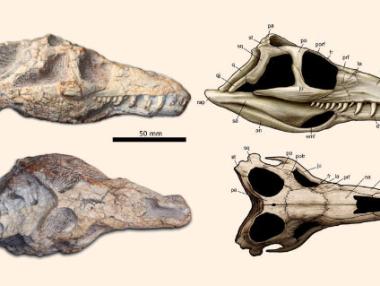 Откриха влечуго, живяло преди появата на динозаврите