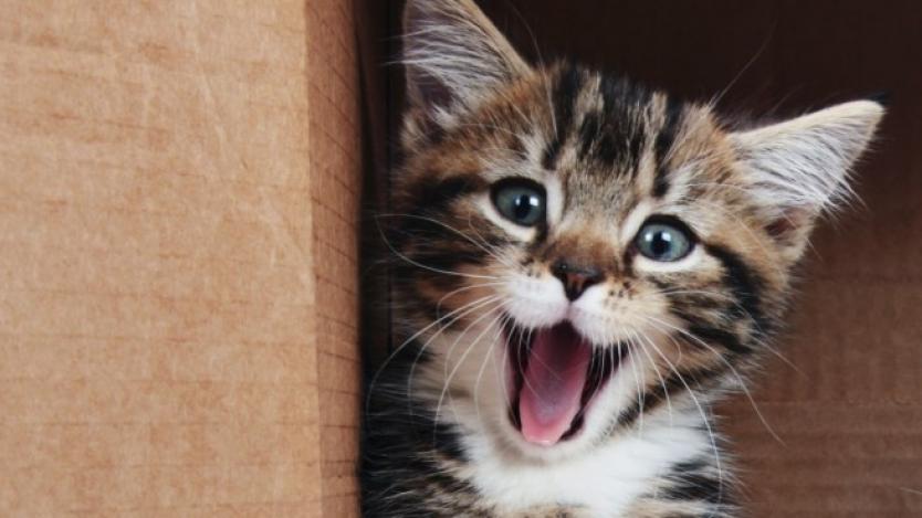 Учени дешифрират езика на котките