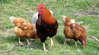 Започва прием на заявления за хуманно отношение към птици и свине