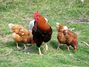 Започва прием на заявления за хуманно отношение към птици и свине