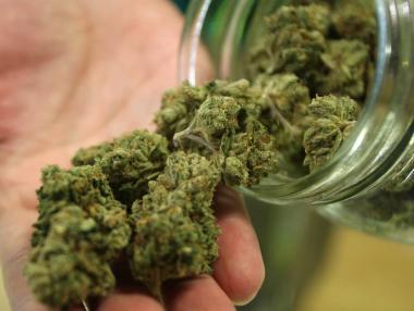 16 фирми у нас законно отглеждат марихуана