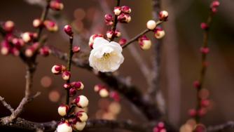Днес дойде астрономическата пролет