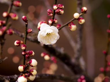 Днес дойде астрономическата пролет